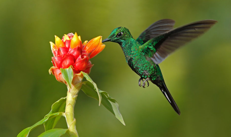 Ecuador Kolibri Reisen Urwald Trekkings Schweizer Reisebüro