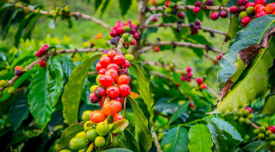 Kaffee Sorten Kolumbien rote Früchte