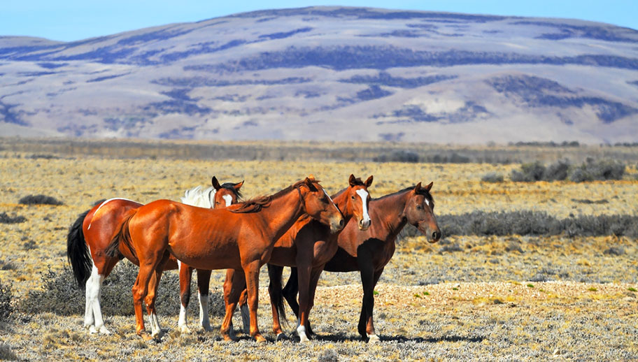 Reitferien Argentinen Pampa Pferde Urlaub 