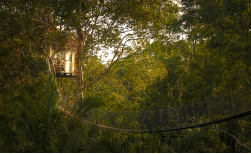 Treehouse Lodge