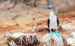 Galapagos-Inseln