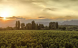 Mendoza