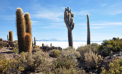 Uyuni