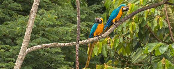 Erforschen Sie mit uns die "grüne Hölle" des Manú-Nationalparks
