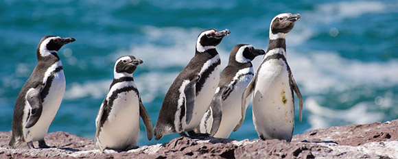 Gehen Sie mit uns auf Tuchfühlung mit der einzigartigen Tierwelt Argentiniens<br />
 
