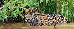 Tierwelt Guyanas
