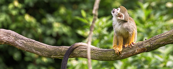 Gehen Sie auch Tuchfühlung mit der artenreichen Tierwelt im Naturparadies der Guyanas
