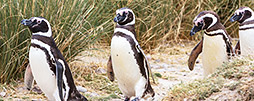 Tierwelt