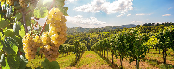 Tauchen Sie in traumhafte Landschaften ein und geniessen Sie edle Tropfen Wein
