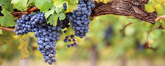 Besuchen Sie die wunderschönen Landschaften von Chiles Weinregionen<br />
 
