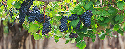 Weinregionen