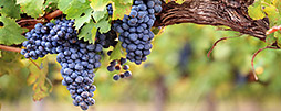 Weinregionen