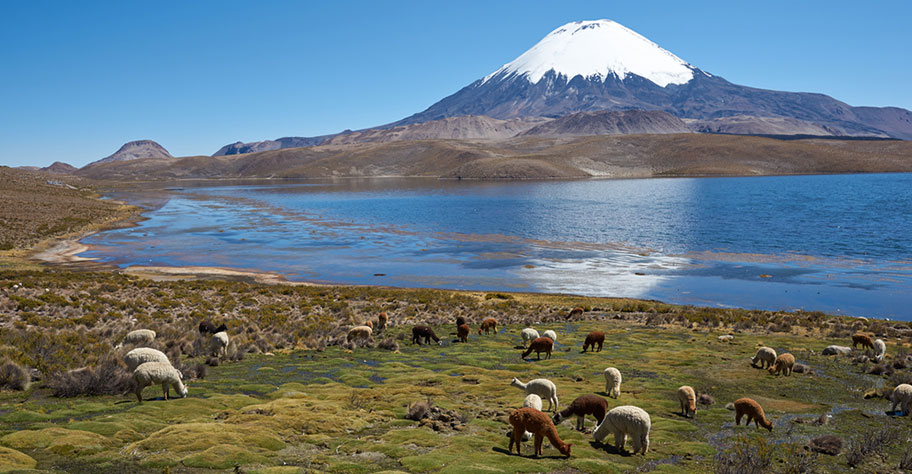 Parinacota Vulkan Chile Reiseangebote