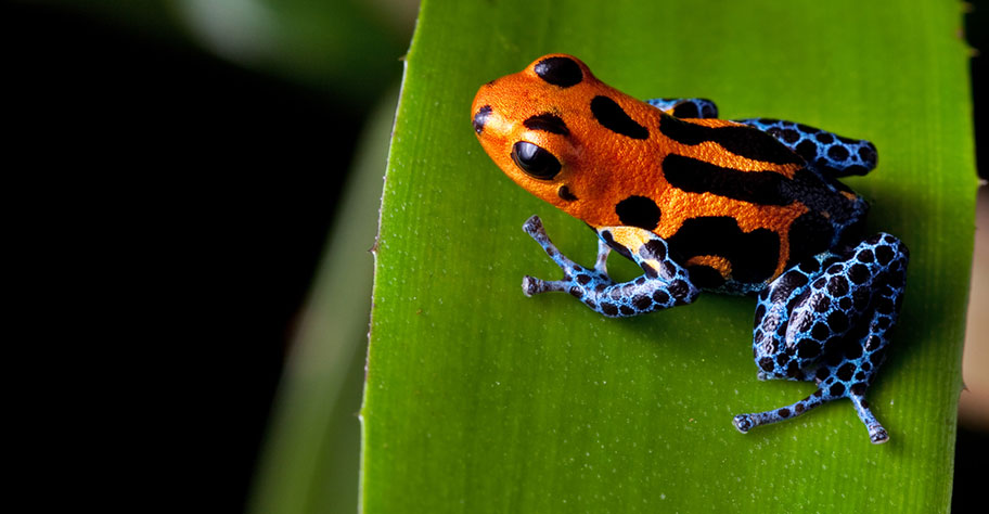 Frosch Peru Amazonas 