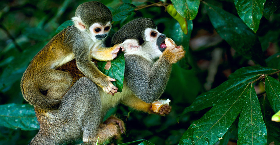 Amazonas Reisen Peru Ecuador Brasilien