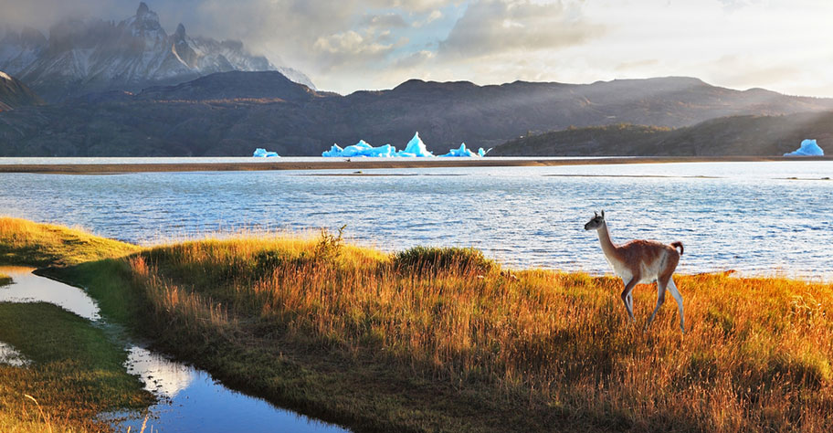 Chile kleines Kamel Reise buchen günstig