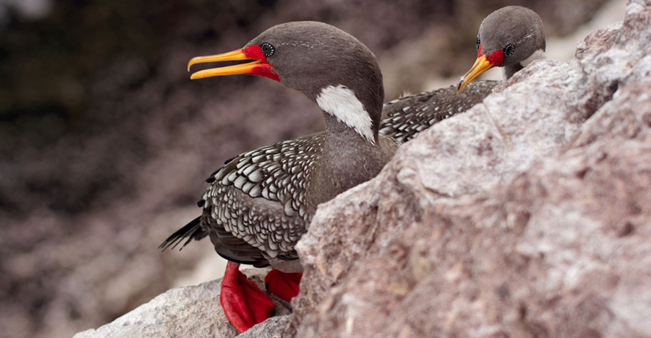 Kormorana Argentinien Reisen Natur Pampa Angebote