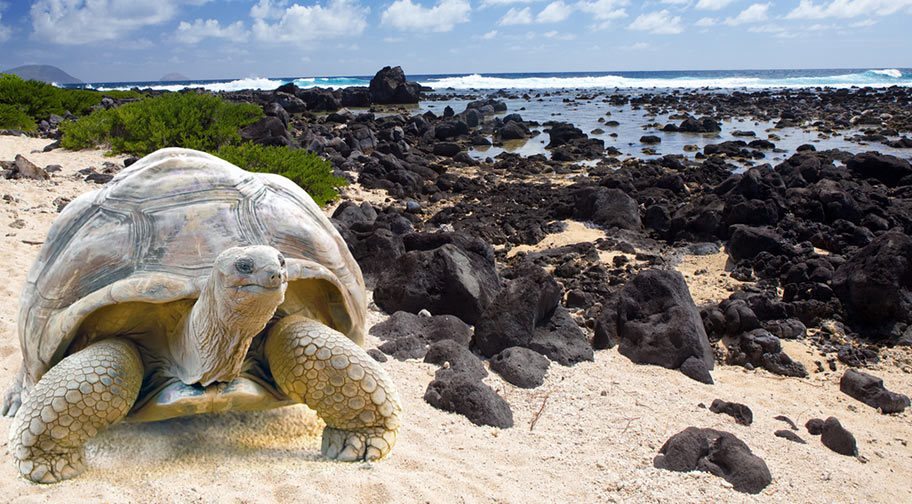 Die Schildkröten von Galapagos Galapagos Ferien Ecuador Reisebüro Schweiz