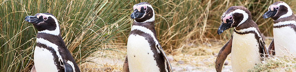 Argentiniens Tierwelt