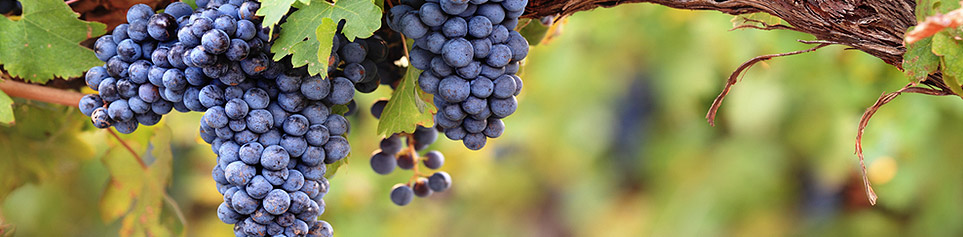 Chile Weinregionen