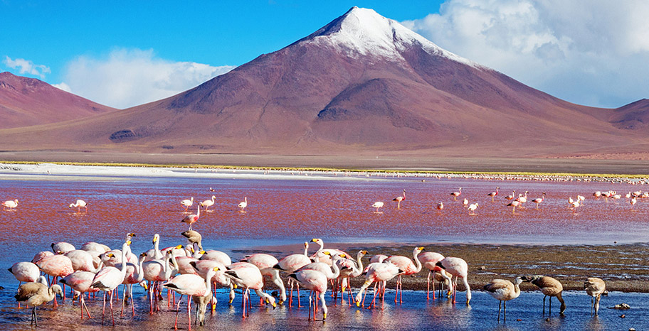Bolivien Salzsee Flamingos