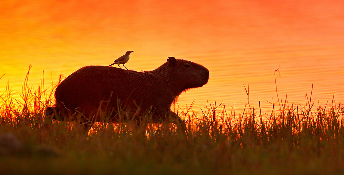 Pantanal Brasilien