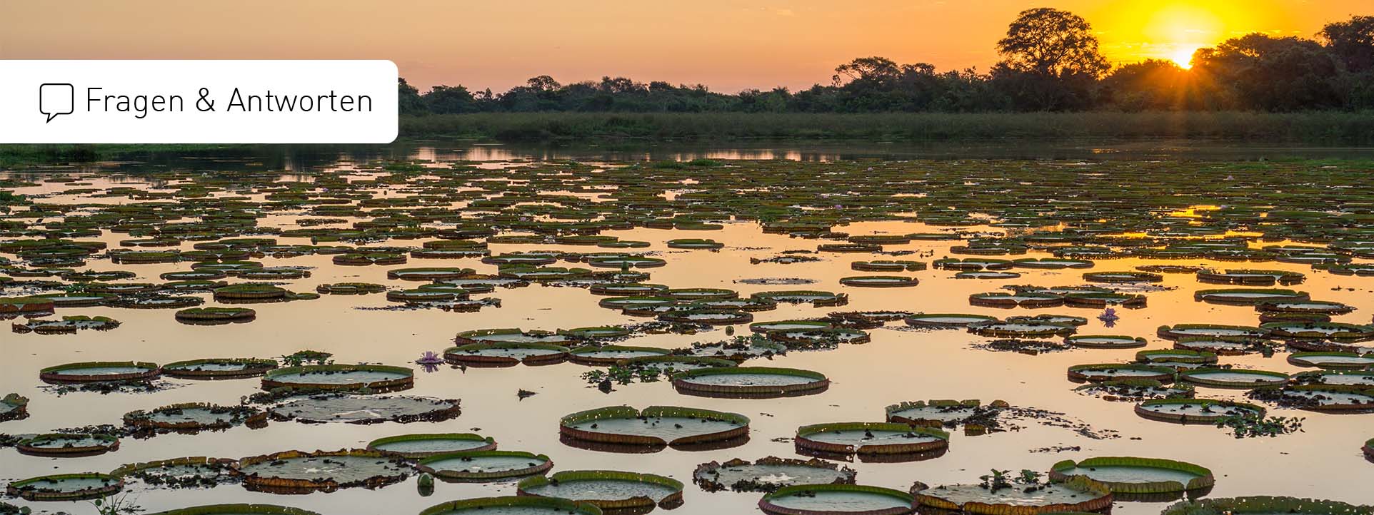 FAQ Pantanal Reisen Fragen und Antworten zu Pantanal Reisen Brasilien