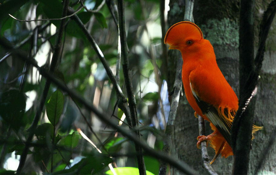 coq de roche orange Französisch Guyana