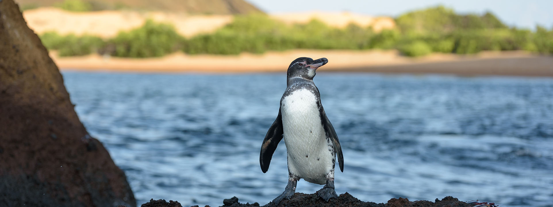 Galapagos Pinguin Ein Galápagos-Pinguin auf den Felsen, umgeben von kristallklarem Wasser – ein einzigartiges Naturerlebnis auf Galapagos Reisen