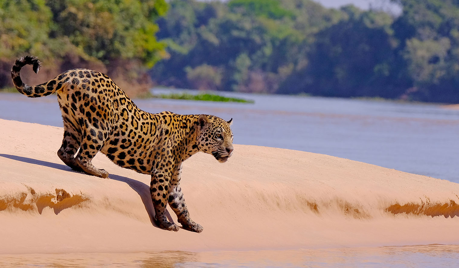 Jaguar im Pantanal Jaguar nähert sich dem Wasser im Pantanal in Brasilien Reisen