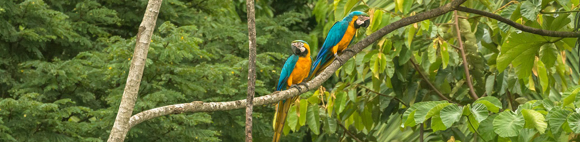 Amazonas Peru