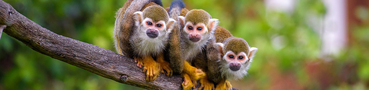 Ecuador Lodges