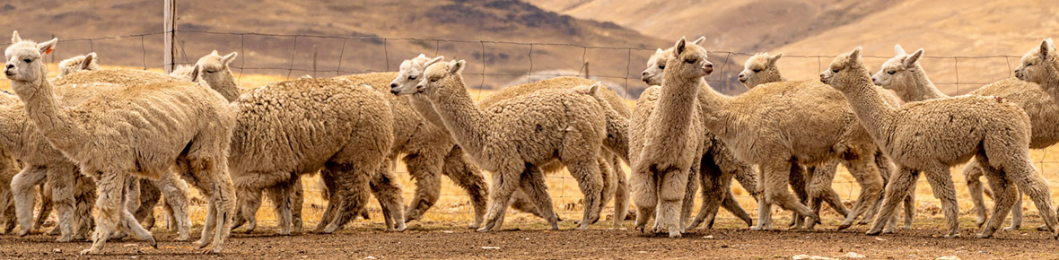 Länderübergreifende Rundreisen Chile