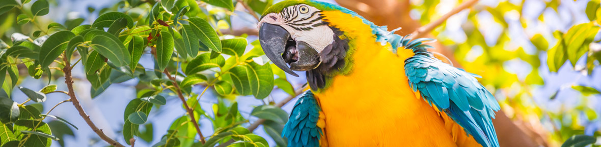 Brasilien Lodges Amazonas 