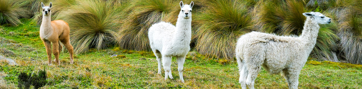 Ecuador Rundreisen